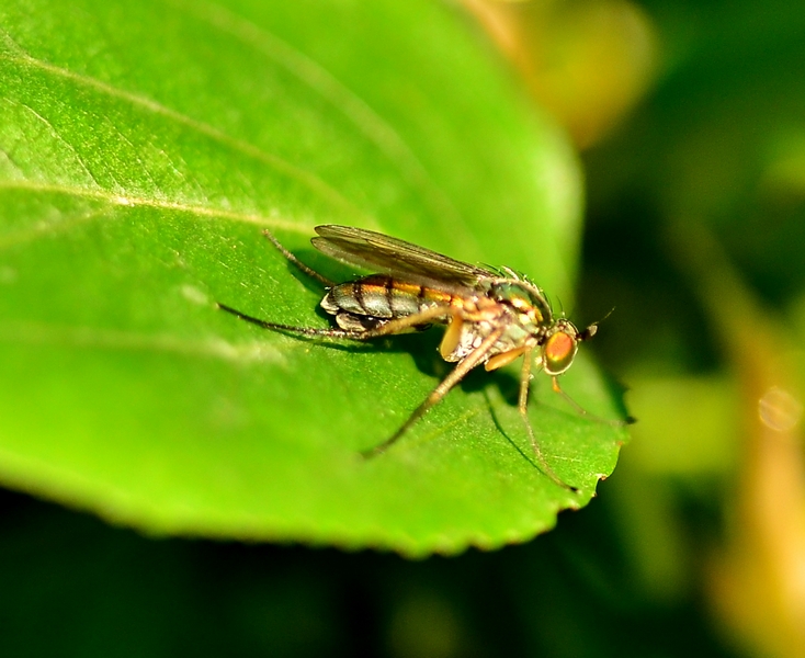 Dittero da Id.